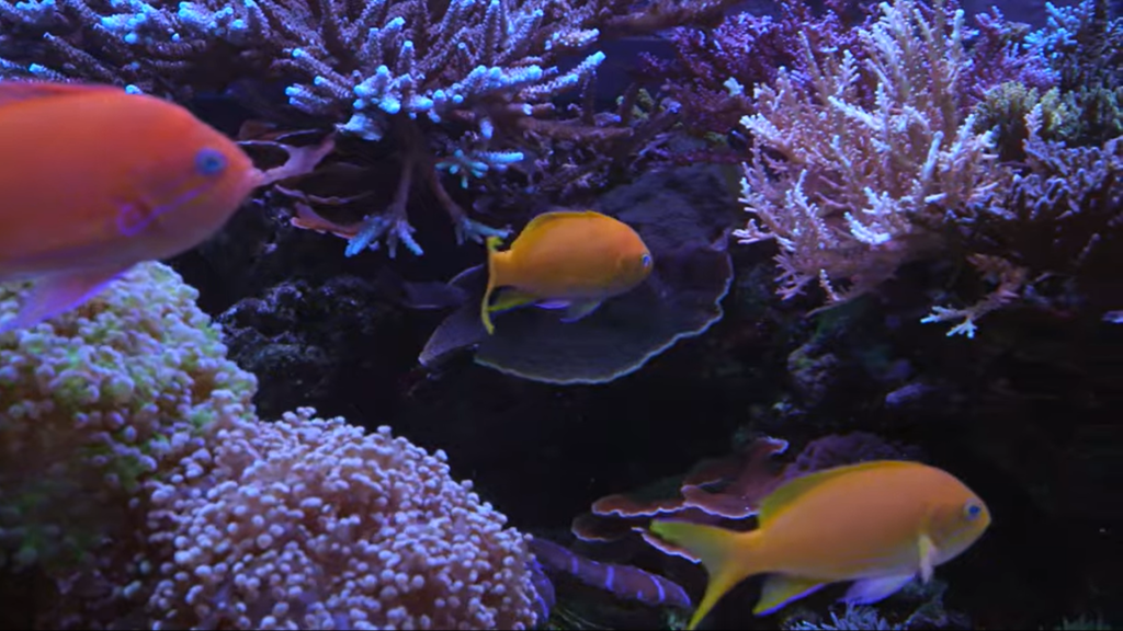 Aquarium Cleaning & Maintenance
