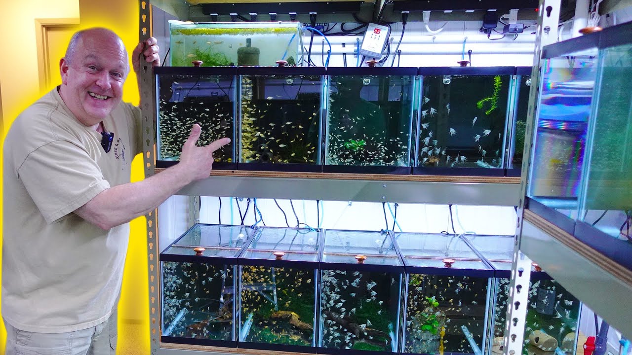 Aquarium Relocation Service