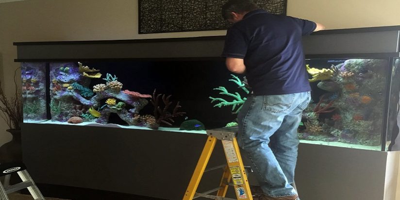 Fish Tank Cleaning Service