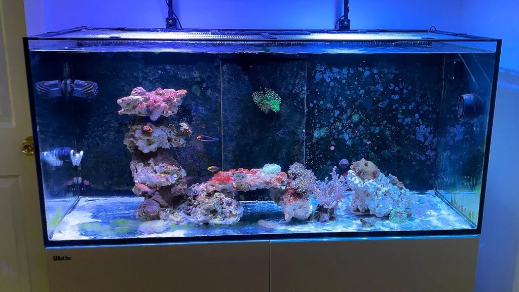 Fish Tank Moving Service in Dubai