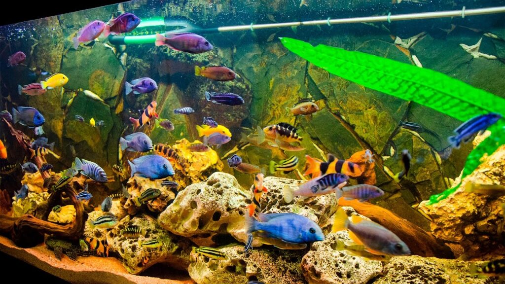 Freshwater aquariums