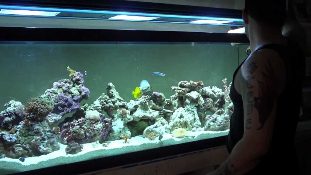 Saltwater Aquarium Cleaning Service Dubai